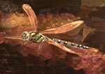 Dragonfly - paper collage